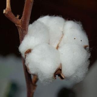 Coton bio